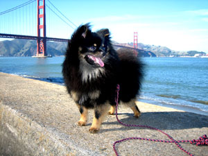 Golden Gate Bridge Dog