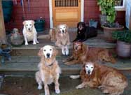 Goldens