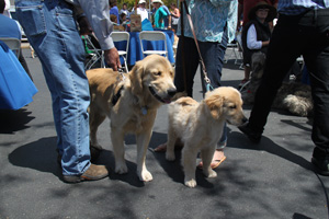 Mill Valley Dog Show 5