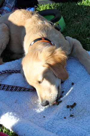 Dog snacking at Jazz & Blues