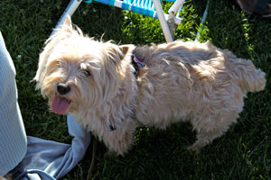 Happy dog at Jazz & Blues