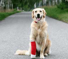 Injured dog