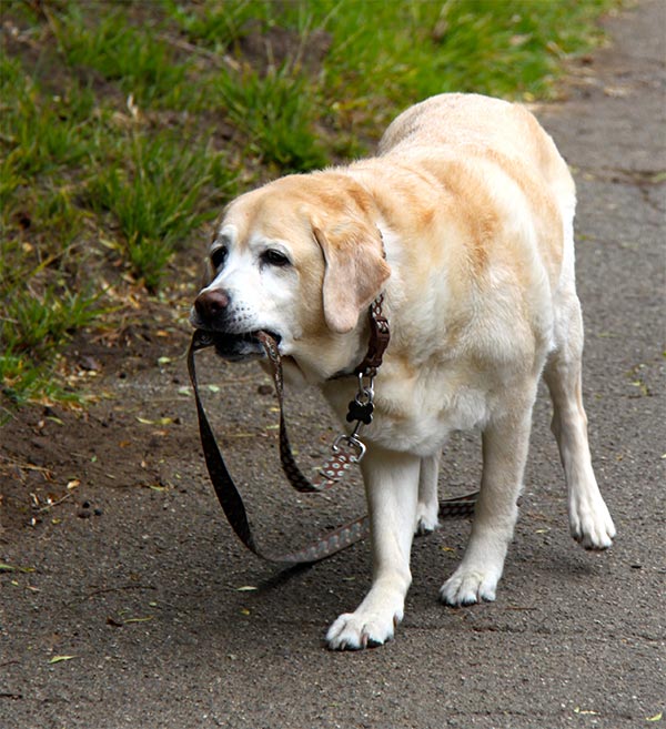 Kayla walking herself on leash