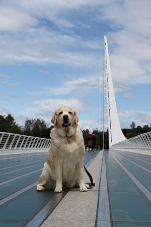 Kayla on the sundial bridge in redding, california