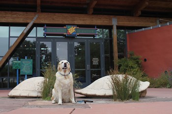 Yellow Lab In Front of Turtle Statues