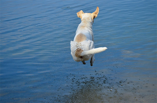 Lake dog