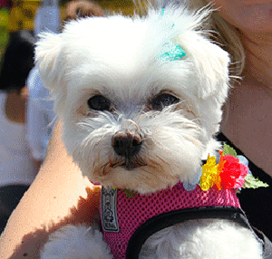 Little Dog with Bow ARF 2014