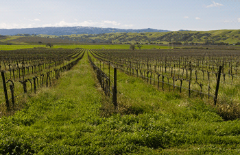 Vineyard in Livermore