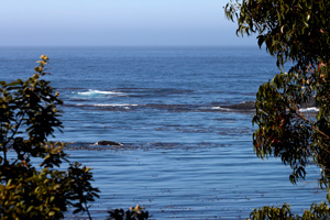 The Mendocino Coast