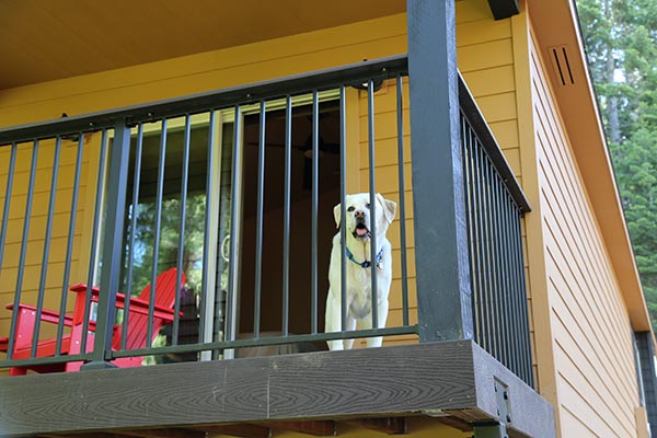 Dog on cabin deck