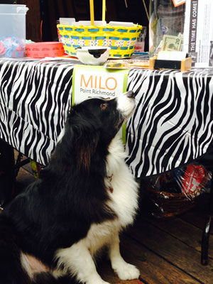 Milo rescue dog