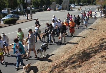 People and Dogs Walking