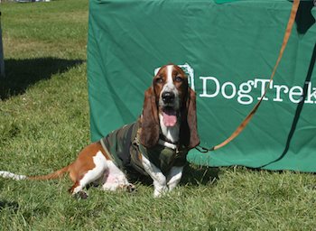 hound with camo vest on