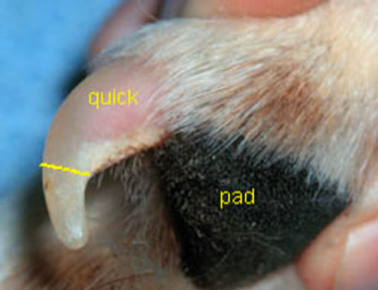 trimming dog nails