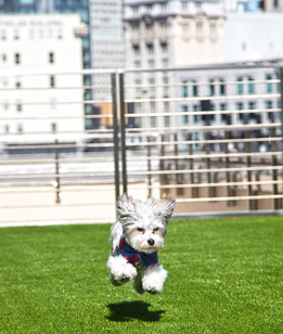 Buster on rooftop pet terrace at Hotel Nikko