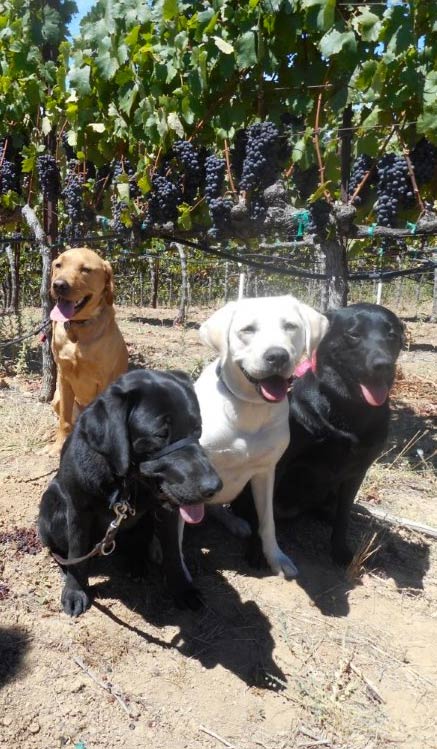 Party dogs in vineyard