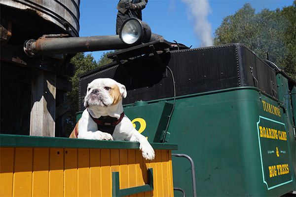 Dog on train