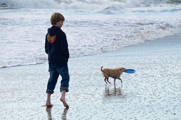 Santa Cruz beach dog with frisbee