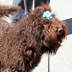 Shaggy dog with Bow in her hair