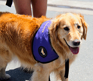 Happy Dog at ARF 2014