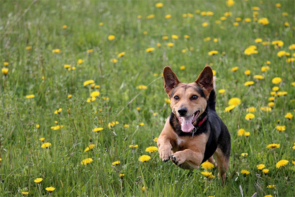 springtime with dog