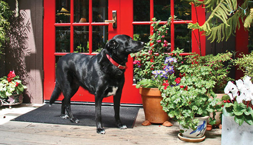 Dog visiting Stanford Inn