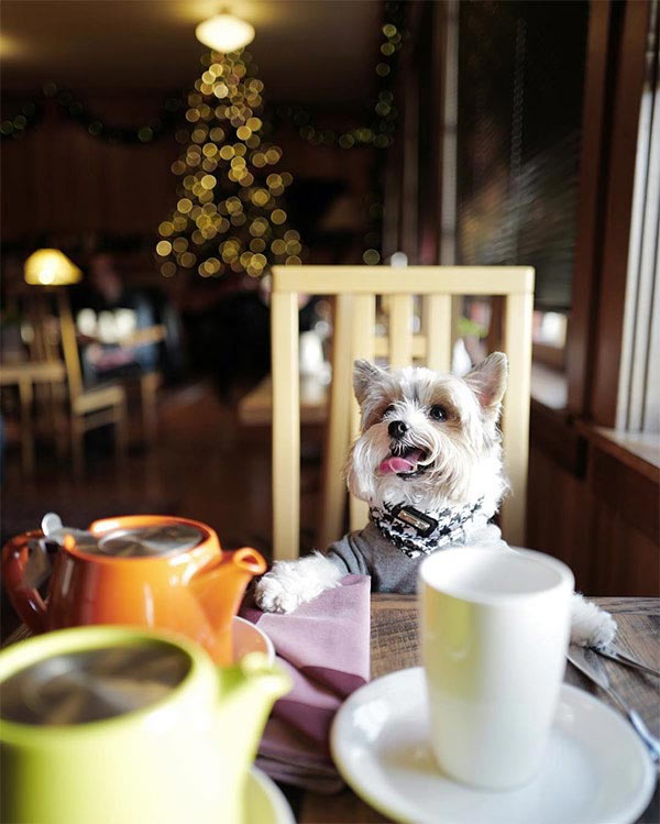 Dog at Stanford Inn by the Sea