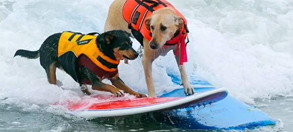 Surf City Surf Dog Competition