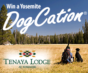 Win a DogTrekker Dogcation Ad