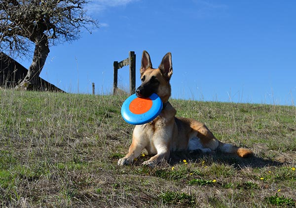 dog frisbee 