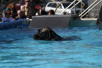 Dog swimming