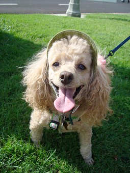 Dog at festival