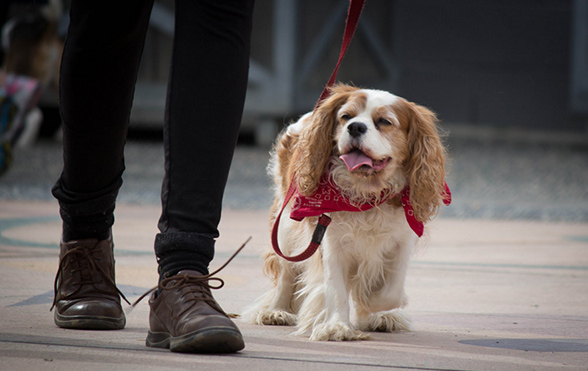 Walk for Animals event in Napa