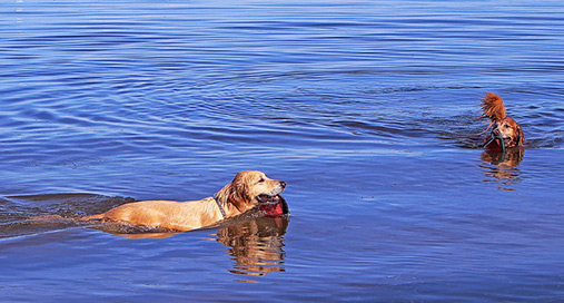 Dogs in Tahoe at Wild Blue Dog Camp