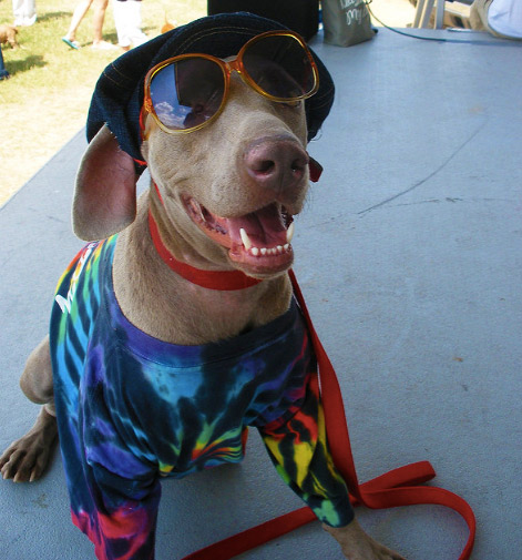 Woofstock dog